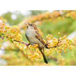 5D isetegemise teemantmaal, vasts&uuml;ndinud tikandid mosaiikristpistega kividekoor 20X30CM