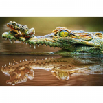 5D DIY Teemantmaaling Krokodill Konn Teemanttikandid Ristpistes Rhinestone Mosaiic Kodukaunistus 20X30CM