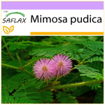 SAFLAX - Tundlik taim - 70 seemet - Mimosa pudica