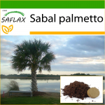 SAFLAX - Palmetto Palm - 8 seemet - Potisubstraadiga paremaks kasvatamiseks - Sabal palmetto