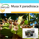 SAFLAX - Kingikomplekt - Harilik banaan - 10 seemet - Koos kinkekarbi, kaardi, etiketi ja potisubstraadiga - Musa X paradisiaca