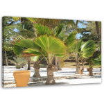 Feeby l&otilde;uenditr&uuml;kk, troopilised puud 60x40 roheline