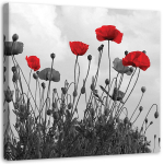 L&otilde;uenditr&uuml;kk Corn Poppy Nature Flower 30x30 punane