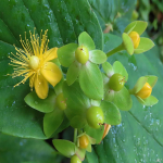 1500 naistepuna seemet (Hypericum andrsaemum) ametlik