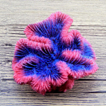 Kunstlik vaik akvaariumi, terraariumi, elutoa jaoks