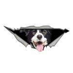 Bordercollie 3D vin&uuml;&uuml;list autokleebis, l&otilde;bus kindlustuskaitseraua kleebis autodele, veoautodele, mootorratastele, seintele, akendele, PVC materjalile 15cm-Longest Side