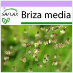 SAFLAX - Quaking Grass - 75 seemet - Briza meedia