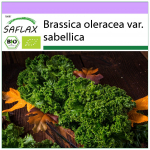 SAFLAX &ndash; Orgaaniline &ndash; Lehtkapsas &ndash; Westland Winter &ndash; 70 seemet &ndash; Brassica oleracea