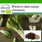 SAFLAX &ndash; Mahe &ndash; Hiina sinepikapsas &ndash; Pak Choi &ndash; 300 seemet &ndash; Potisubstraadiga paremaks kasvatamiseks &ndash; Brassica rapa