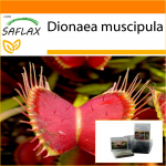SAFLAX - Aed kotis - Venus Fly Trap - 10 seemet - Substraadiga sobivas p&uuml;stises kotis - Dionaea muscipula