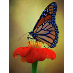 DIY 5D teemantmaal liblika muster t&auml;isring puur Teemanttikandid Ristpistes mosaiik Toakaunistus Seinakunst Full Round 20x30CM