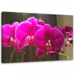 Feeby l&otilde;uenditr&uuml;kk, fuksia orhideed 60x40 roosa