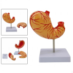 Natural Big Stomach Model Digestive System Professional with Base Easy to Use 2 Parts Teaching