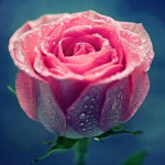 5D Teemanttikandid Roosa Orhidee Teemantmaal Ristpistes T&auml;ispuuriga Rhinestone Kodukaunistus 30x30CM