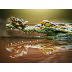 T&auml;is&uuml;mmarguse puuriga teemanttikandid krokodill ja konn Teemantmaal ristpistes kivikliss 20X30CM