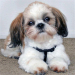 HUACAN 5D DIY Teemantmaali Koer t&auml;isruudukujuline &uuml;mmargune kivikivikomplekt Teemanttikandid Loomamosaiik j&otilde;ulukingitus Full Square 20*20 cm