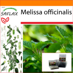 SAFLAX - Aed kotis - Sidrunmeliss - 150 seemet - Substraadiga sobivas p&uuml;stijas kotis - Melissa officinalis