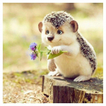 DIY 5D Teemantmaali Loom Siil t&auml;is Teemanttikandid Lill Lilla Teemantmosaiik Loomad ja lilled Rhinestone pildid Kodukaunistused Full Round 20x20CM