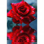 5D DIY Teemantmaali Lille Ristpistes Komplekt Teemanttikandid Roosi Haldjas Rhinestone Kunst Pilt Mosaiik Kaunistus Kingitus Full Round 20x30CM