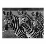 Aafrika Must-valge Sebra plakatid Loomad Sein Loodus Moodne Kunst L&otilde;uend Maalid Prindid Elutoa pildid Kodu Lastetoa kaunistamine Raamitud 20x30cm No Frame valge