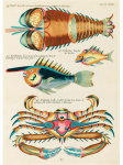 Vintage mereloomade krabim&uuml;rkide kalade illustratsioon plakat, l&otilde;uend, maalimine, seinakunst k&ouml;&ouml;gitoa jaoks, kodukaunistus Cuadros 21x30cm No Frame