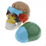 1:1 Lifesize Human Colored Head skull modal with Removable 8 Parts Brain Brainstem Model School