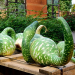 Dekoratiivsed k&otilde;rvitsa kobraseemned 6 tk. - VILMORIN