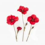 150 Graines de Lin &agrave; Grandes Fleurs Rouge