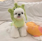 Kass Armas Multikas Dekoratiivne Naljakas Kassi Peakate Kassi Koera M&uuml;ts Peakate Lemmiklooma Armas Naljakas Artefakts Soe Plī&scaron;a Lemmiklooma M&uuml;ts Lemmiklooma Foto Rekvizīti