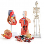 Inimkeha Mudelkomplekt 26CM Eemaldatav Torso 45CM Skeleti Mudel S&uuml;da Anatoomiline Komplekt Meditsiiniliseks &Otilde;petamiseks