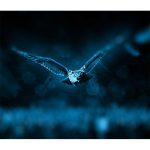 Isetehtud k&auml;sitsi valmistatud teemanttikandid, peen mosaiik&otilde;mblus Fiying Owl Picture Kodukaunistus 20X30CM
