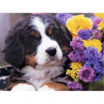 DIY 5D teemantmaaling loom t&auml;iskandiline/&uuml;mmargune teemanttikandid pilt kivid mosaiik koer ristpistes kodukaunistuse kingitus Full Round 15x20CM