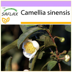 SAFLAX &ndash; Teetaim &ndash; 6 seemet &ndash; Camellia sinensis