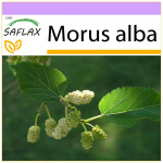 SAFLAX - valge mooruspuu - 200 seemet - Morus alba