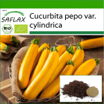 SAFLAX - Mahe - Kabat&scaron;okk - Kuldpalavik - 5 seemet - Potisubstraadiga paremaks kasvatamiseks - Cucurbita pepo