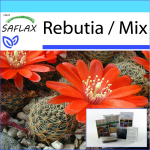 SAFLAX - Kingikomplekt - Rebutia - 40 seemet - Kinkekarbi, kaardi, etiketi ja potisubstraadiga - Rebutia Mix