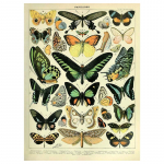 K&ouml;&ouml;giviljad, puuviljad, seened, loomad, retroplakat Botaaniline pilt, teadusprindid l&otilde;uendile. Kodubaar Kohviku sisekujundus Kunst seinamaaling 20x30cm