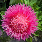 Keiserlik rukkililleseemnesegu 1g - VILMORIN