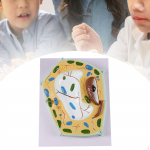 Raku anatoomia mudel Anatoomiline hariduslik STEM komplekt Bioloogia teadusprojektid Plant Cell Model