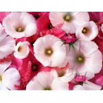 Tikand Ristpistes Kingitus Morning Glory Teemantmaalid T&auml;ispuur k&auml;sitsi valmistatud elutoa sisekujundus 20X30CM