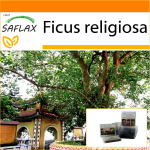 SAFLAX - Aed kotis - Peepul Tree / P&uuml;ha viigipuu - 100 seemet - Substraadiga sobivas p&uuml;stises kotis - Ficus religiosa