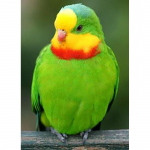 DIY Papagoi 5D Teemantmaal T&auml;is&uuml;mmargune puurlind Teemanttikandid Ristpistes Mosaiigikomplektid Seinakunst K&auml;sitsi valmistatud kingitus Full Round 60x90CM