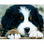 DIY 5D Teemantmaaling Koerte Ristpistes Teemanttikandid Loomade mosaiigist kivide pildid 20X30CM punane