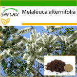 SAFLAX &ndash; Austraalia teepuu &ndash; 400 seemet &ndash; Potisubstraadiga paremaks kasvatamiseks &ndash; Melaleuca alternifolia