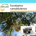 SAFLAX &ndash; Kingikomplekt &ndash; River Red Gum &ndash; 200 seemet &ndash; Koos kinkekarbi, kaardi, etiketi ja potisubstraadiga &ndash; Eucalyptus camaldulensis