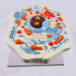 Raku anatoomia mudel Anatoomiline hariduslik STEM komplekt Bioloogia teadusprojektid Animal Cell Model