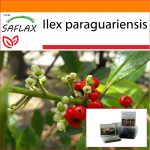 SAFLAX - Aed kotis - Yerba mate - 10 seemet - Substraadiga sobivas p&uuml;stijas kotis - Ilex paraguariensis