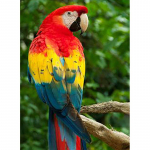 Isetegija 5d teemantmaal T&auml;isringi puur Papagoi kleebis Mosaiik Ristpistes Loom Tikand Lind Kodukaunistus Seinakunst Kingitus Full Round 60x90CM