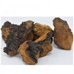 Chaga seene teet&uuml;kid 1,08 naela Taimne detox Looduslik energia 01