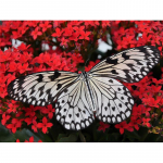 Teemantikandiga liblikas peatumine punastel lehtedel t&auml;isruudukujuline teemantmaaling ristpistes 20X30CM